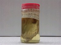 藏品(木葉鰈)的圖片
